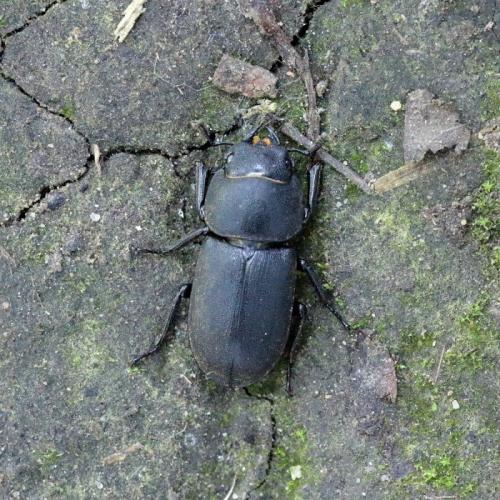 Réf. 286 227 : Dorcus parallelipipedus